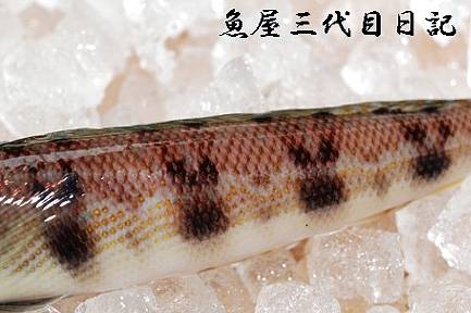 쌍동가리