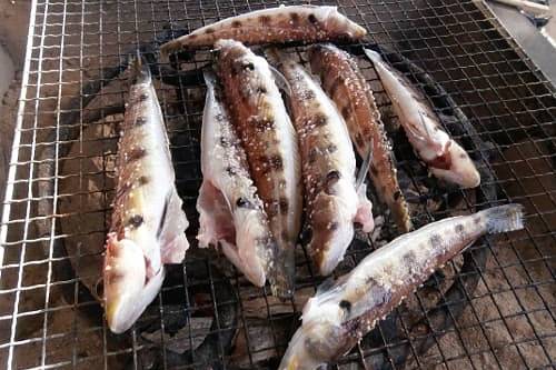 쌍동가리