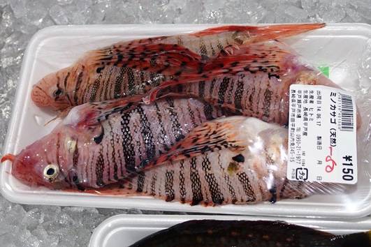 쏠배감펭