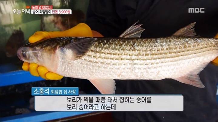 숭어