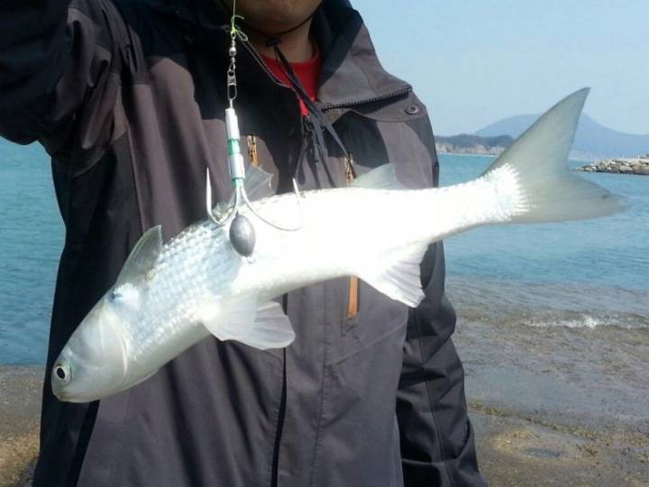 숭어