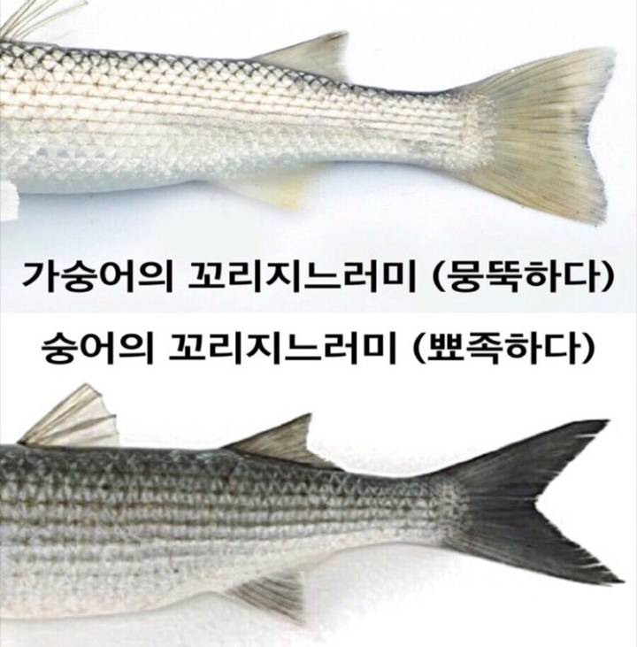 숭어