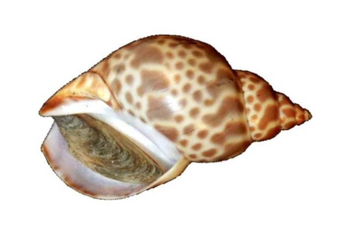 수랑
