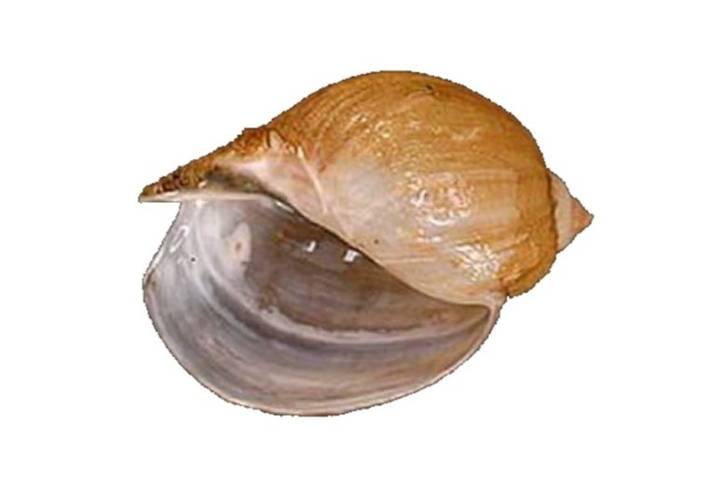 수랑