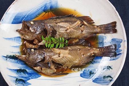 탁자볼락