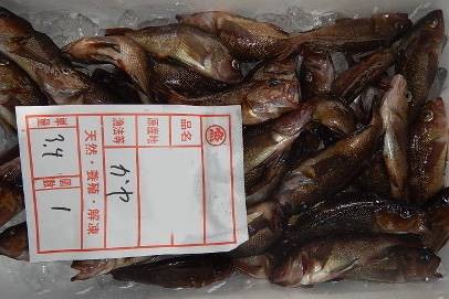 탁자볼락