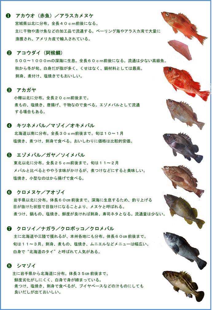 탁자볼락
