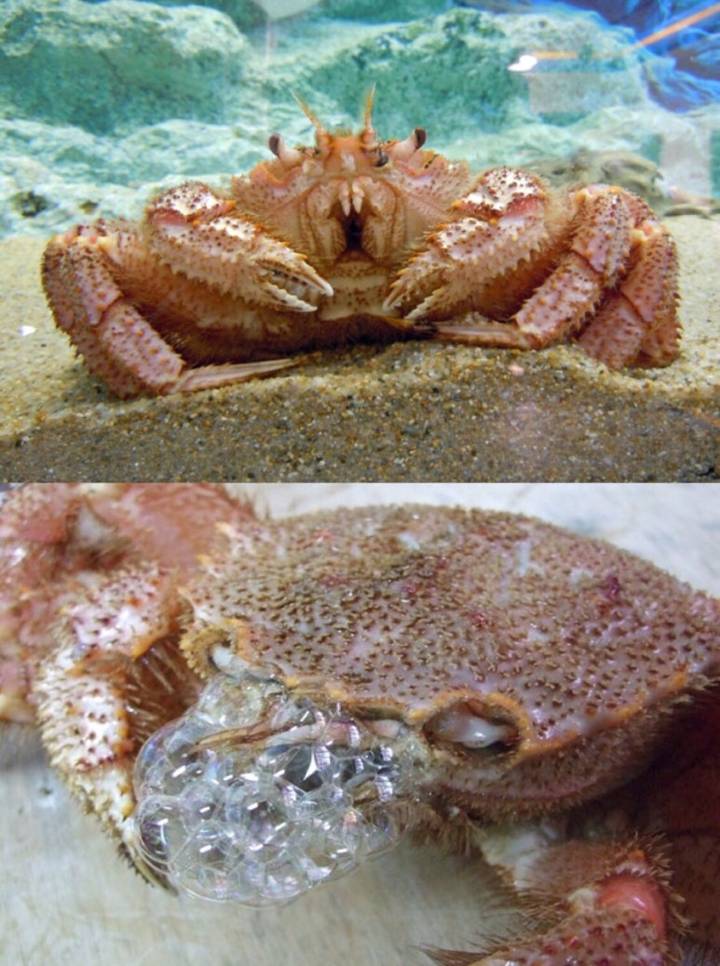털게