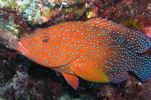 통의바리