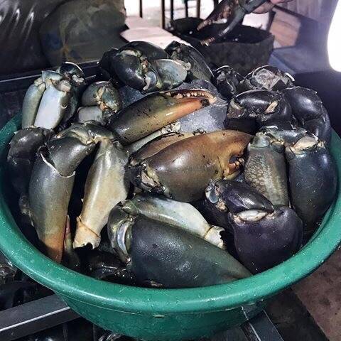 톱날꽃게