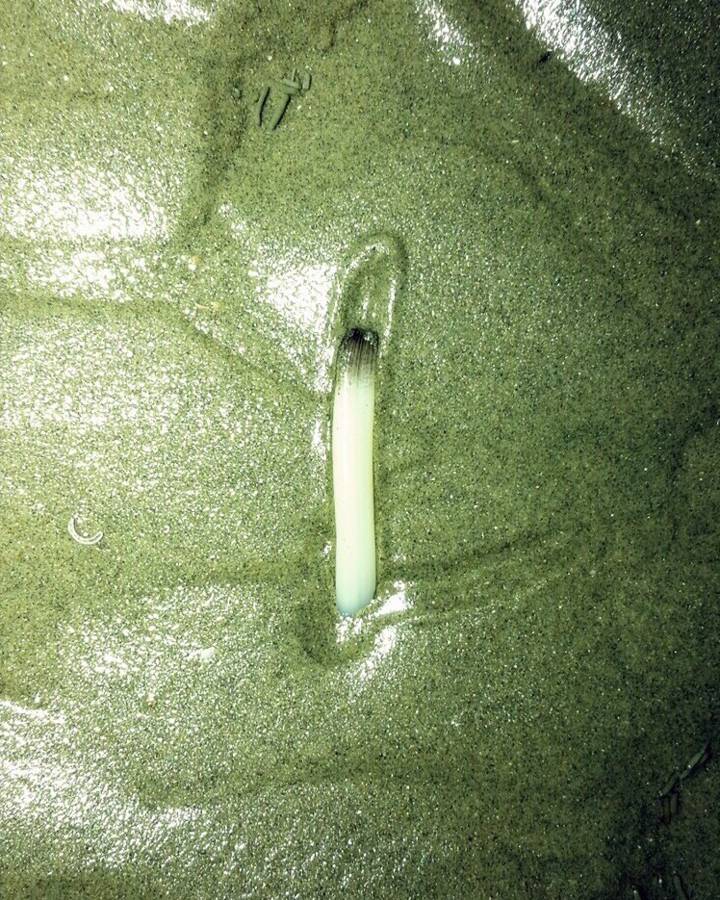 떡조개