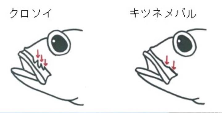 띠볼락