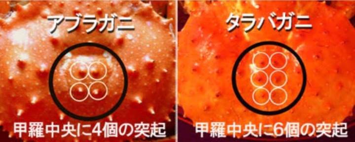 왕게