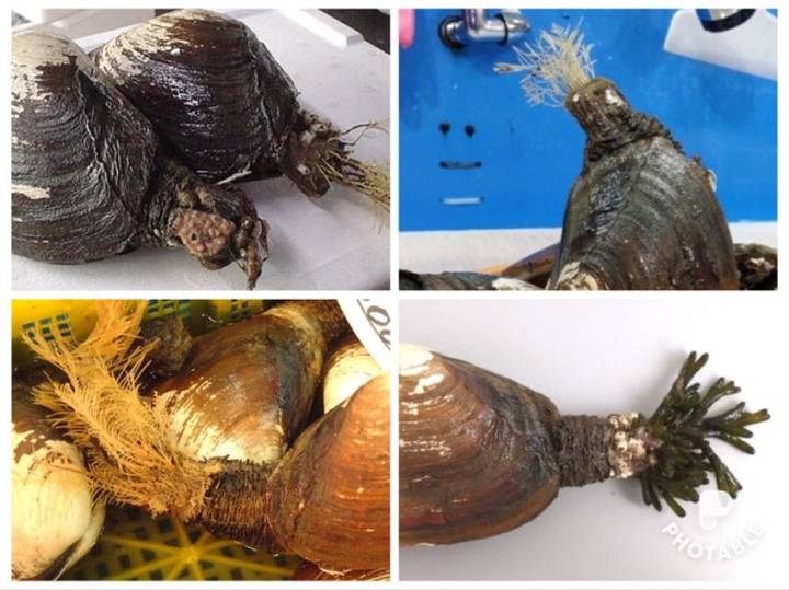 왕우럭조개