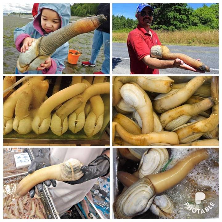왕우럭조개