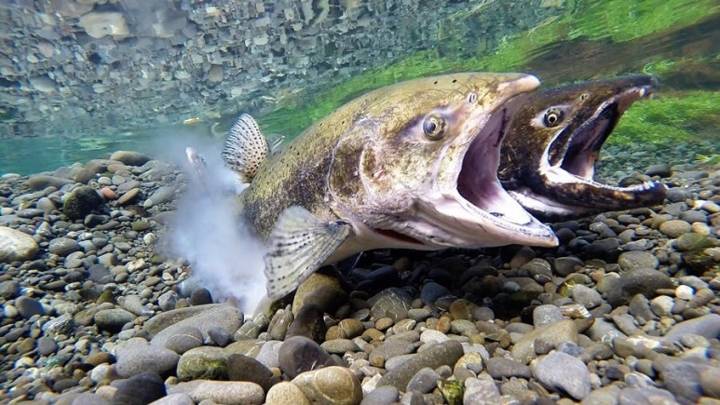 왕연어