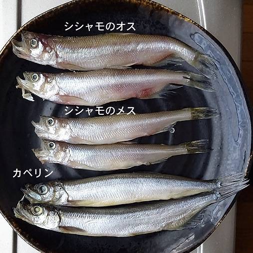 열빙어