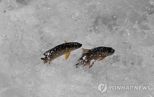 열목어
