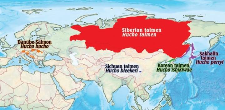 열목어
