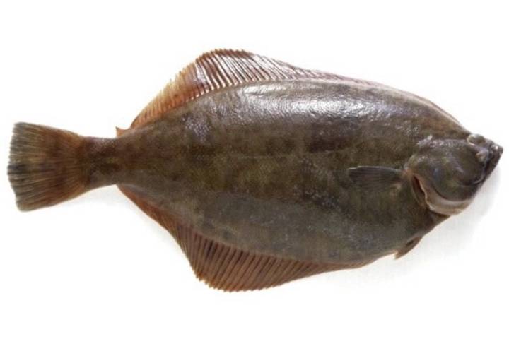 용가자미