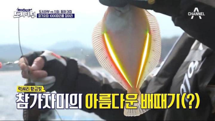 용가자미