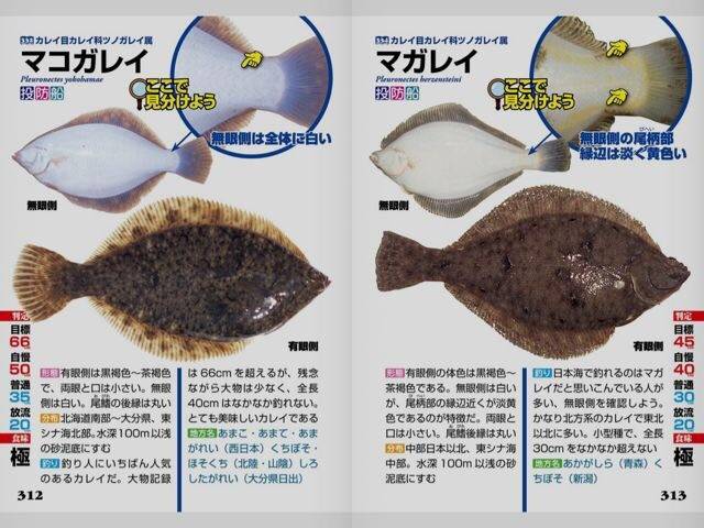 용가자미