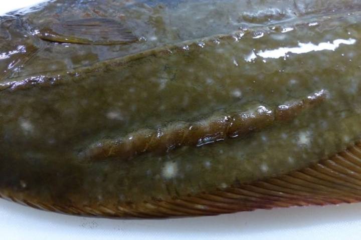 용가자미
